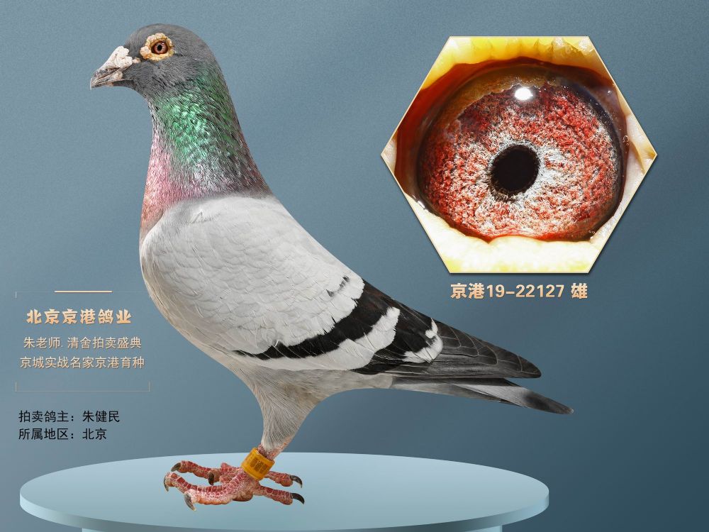 兄弟信鸽传媒 - 中信网铭鸽展厅