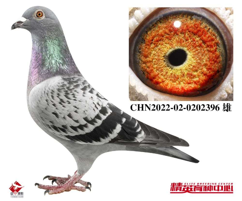 欧联国际赛鸽 - 中信网铭鸽展厅