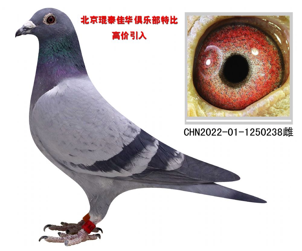 北京环球赛鸽文化中心 - 中信网铭鸽展厅