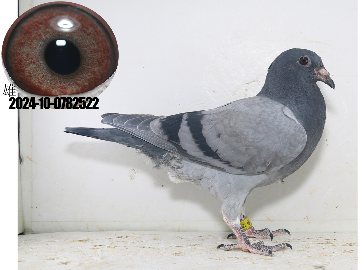 本舍现有林波尔鸽系最高代种鸽数十羽 欢迎喜欢林波尔鸽系的鸽友交流