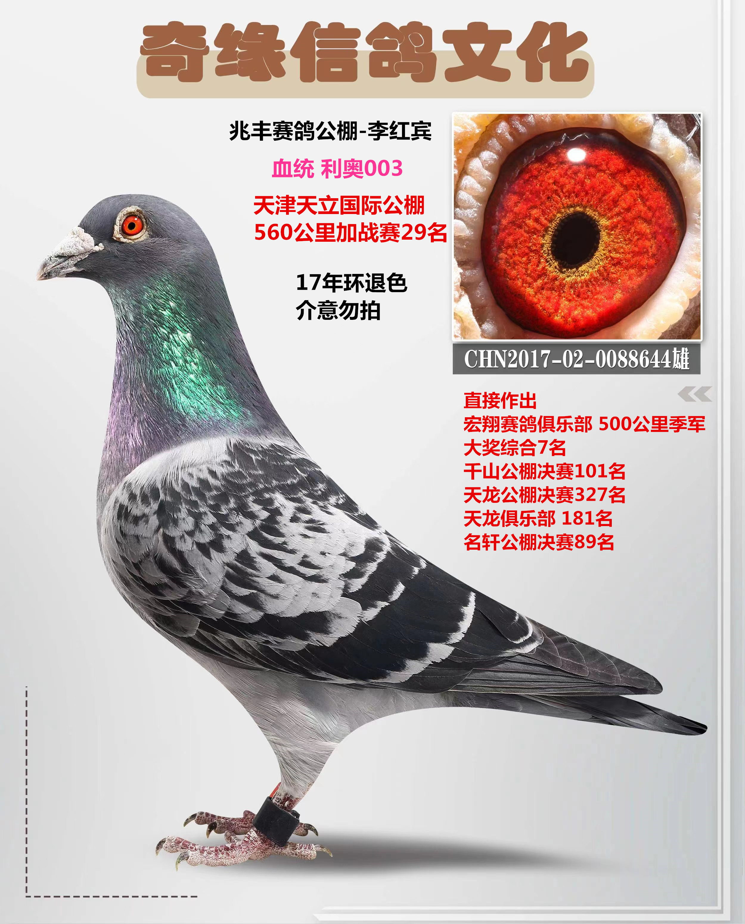 沈阳奇缘信鸽文化传媒 - 中信网铭鸽展厅