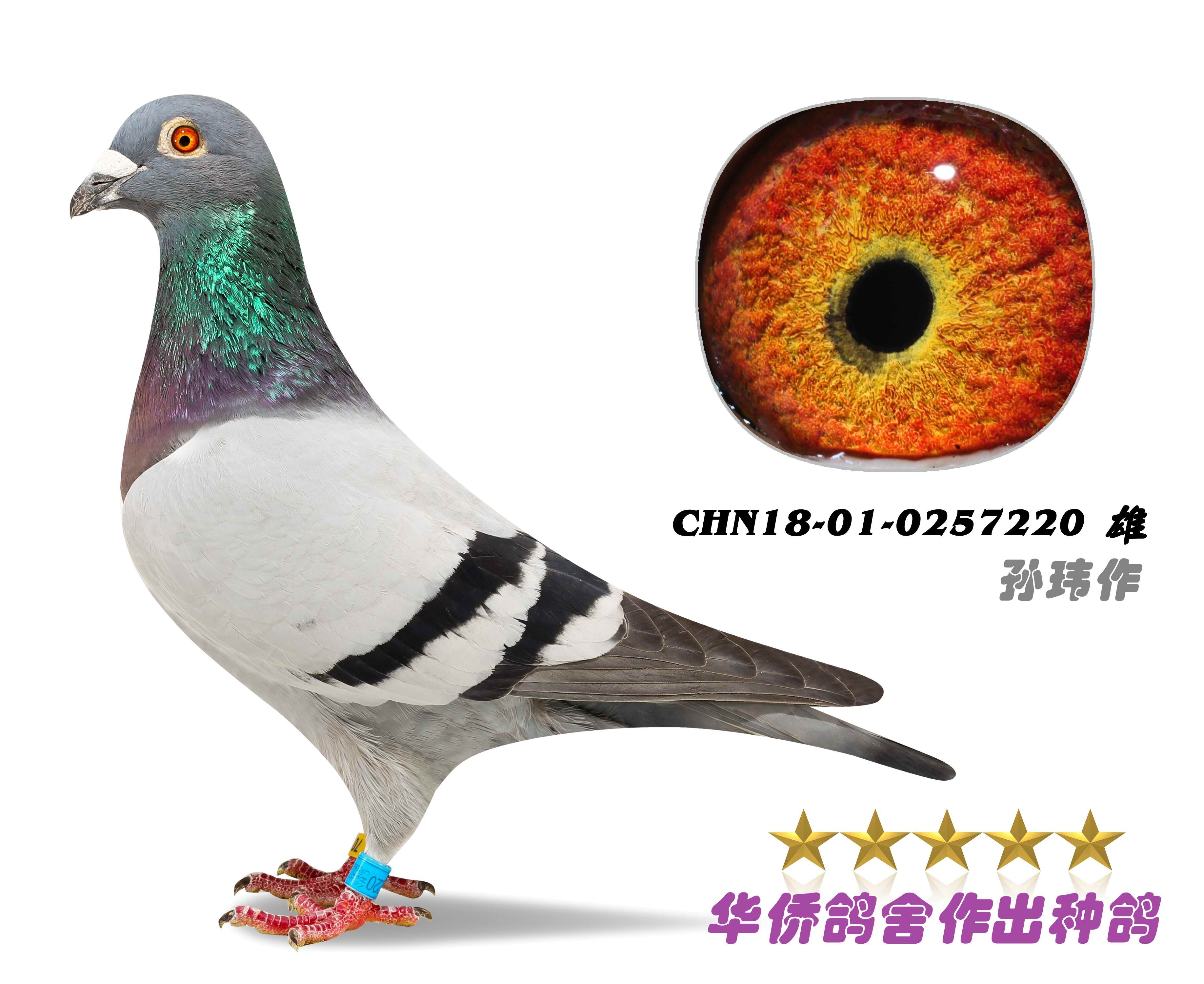 华侨赛鸽交流中心 - 中信网铭鸽展厅