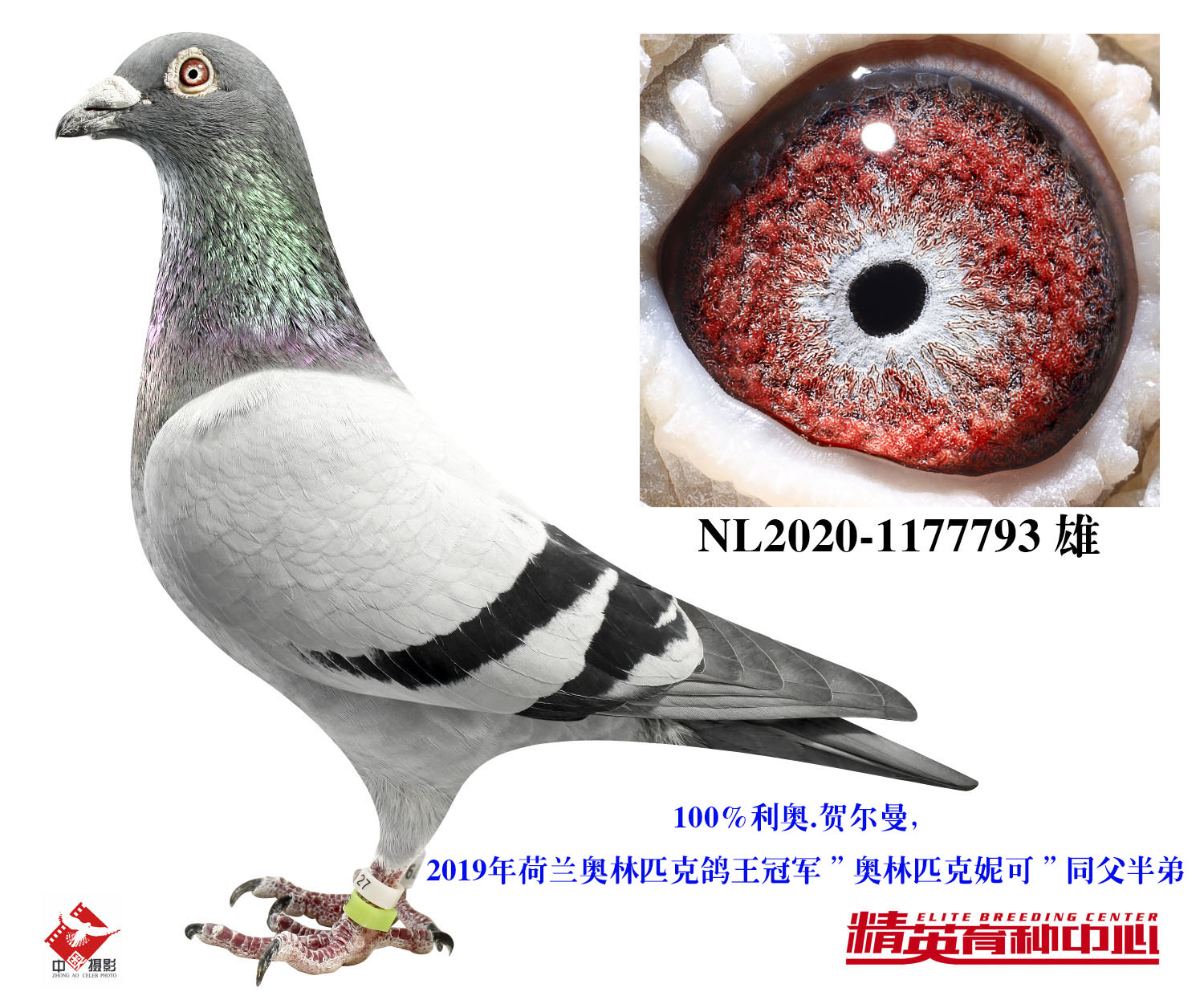 欧联国际赛鸽 - 中信网铭鸽展厅