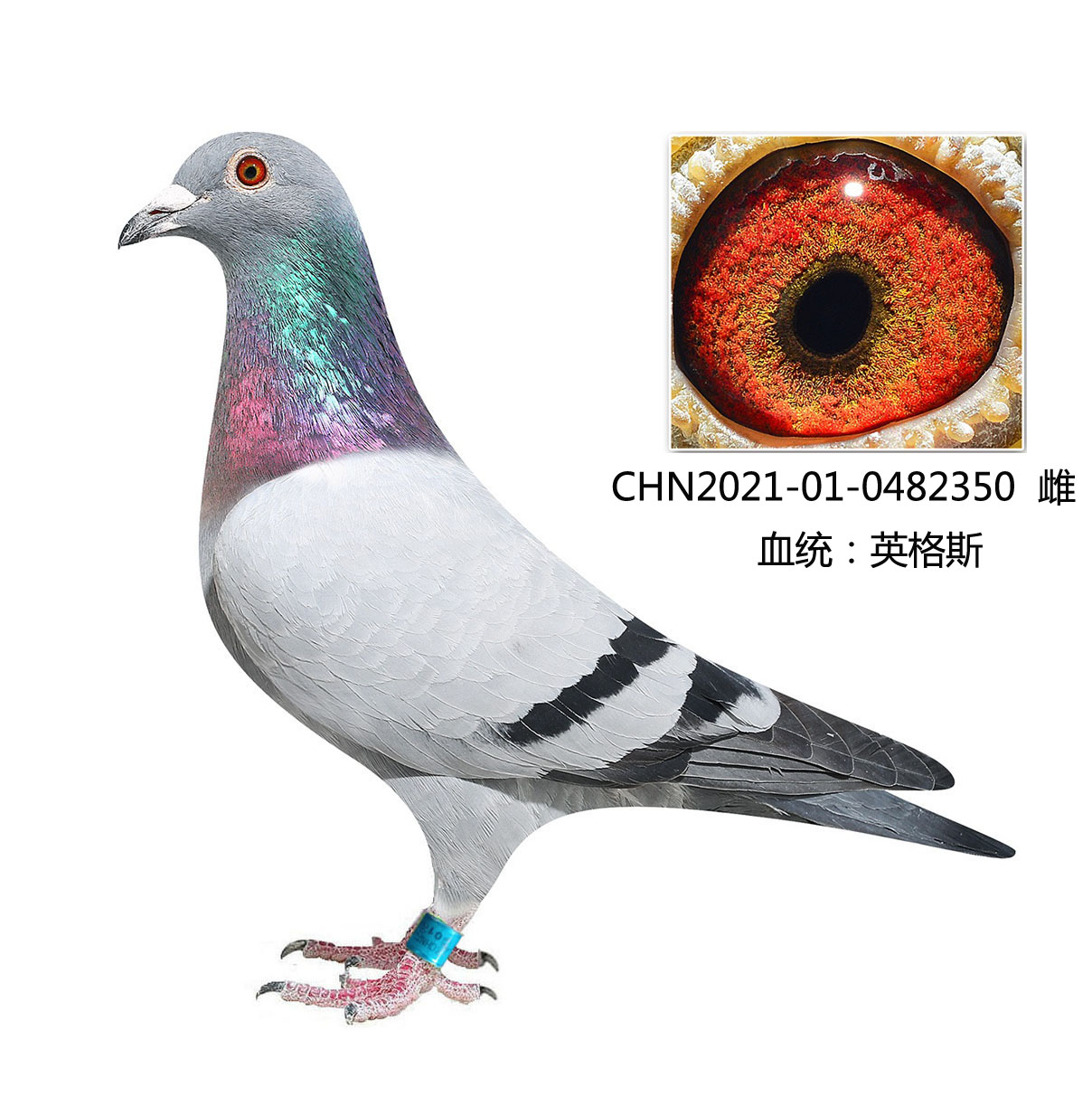 北京史金丰鸽舍 - 中信网铭鸽展厅