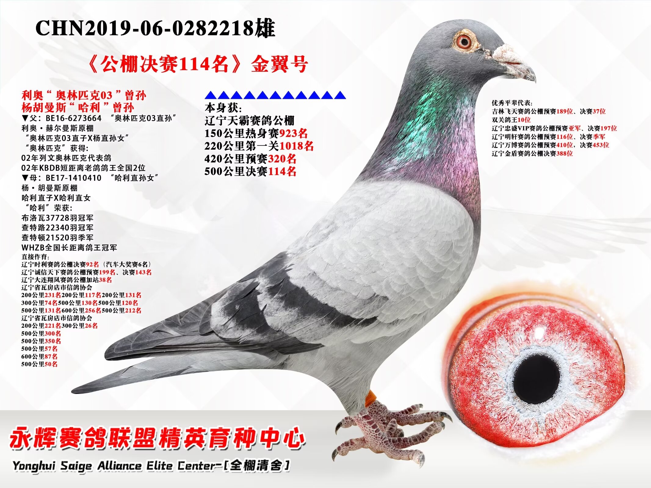 辽宁新纪元鸽业 - 中信网铭鸽展厅