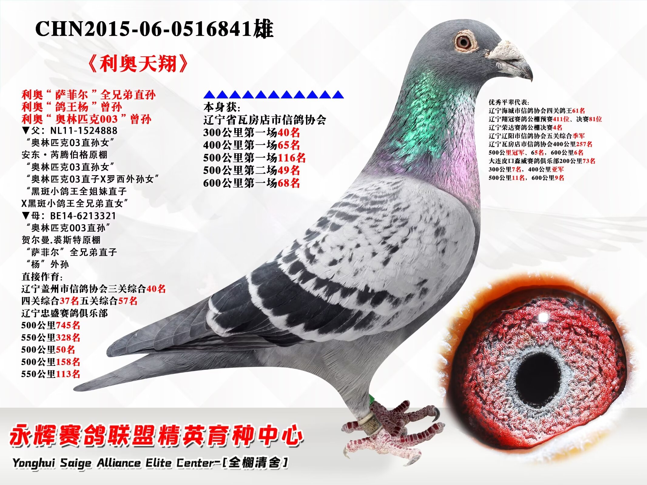 辽宁新纪元鸽业 - 中信网铭鸽展厅