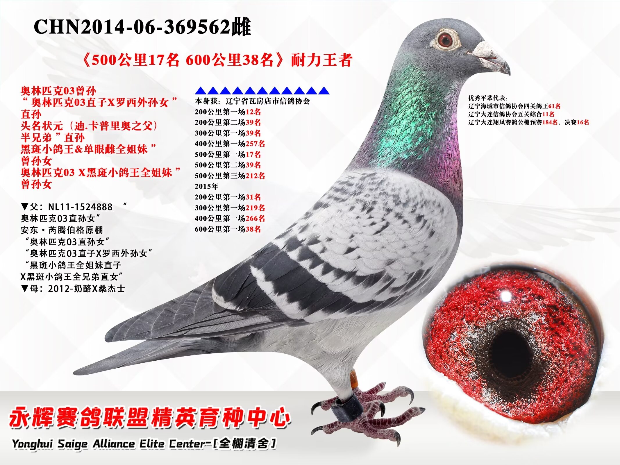 辽宁新纪元鸽业 - 中信网铭鸽展厅