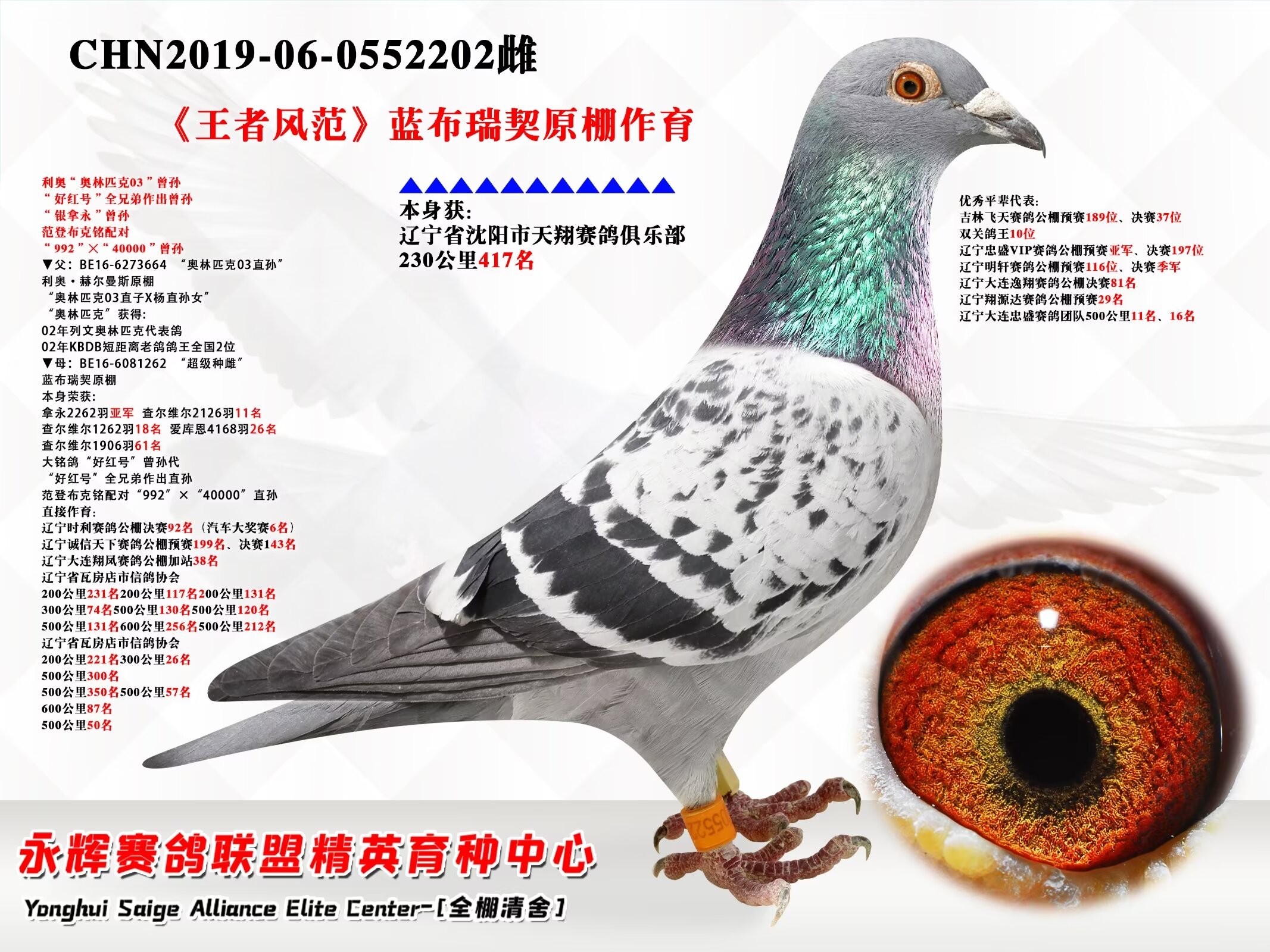 辽宁新纪元鸽业 - 中信网铭鸽展厅