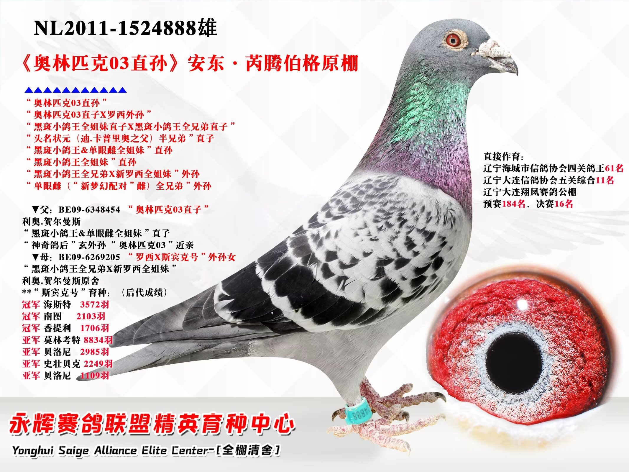 辽宁新纪元鸽业 - 中信网铭鸽展厅