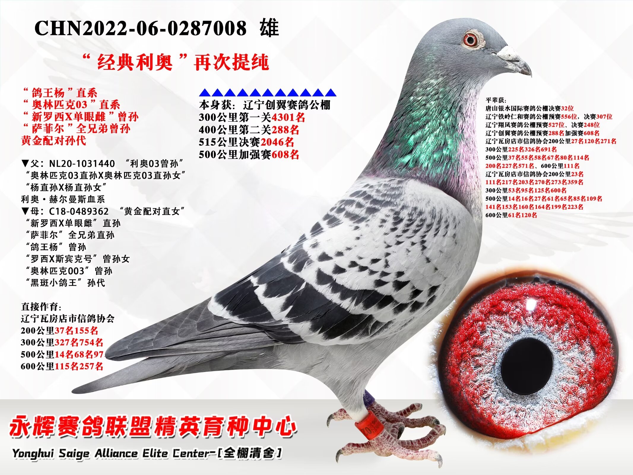 辽宁新纪元鸽业 - 中信网铭鸽展厅