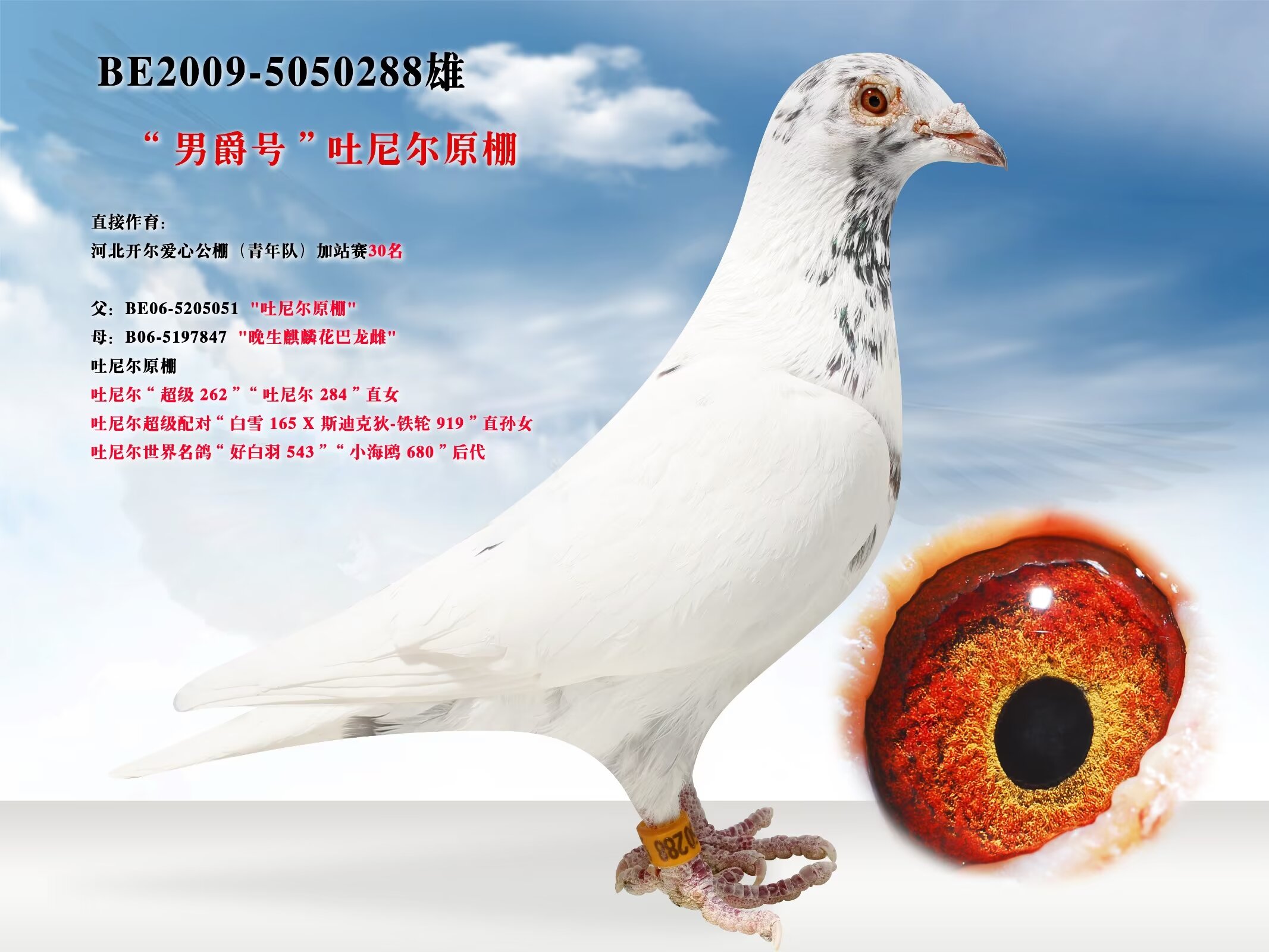 辽宁新纪元鸽业 - 中信网铭鸽展厅