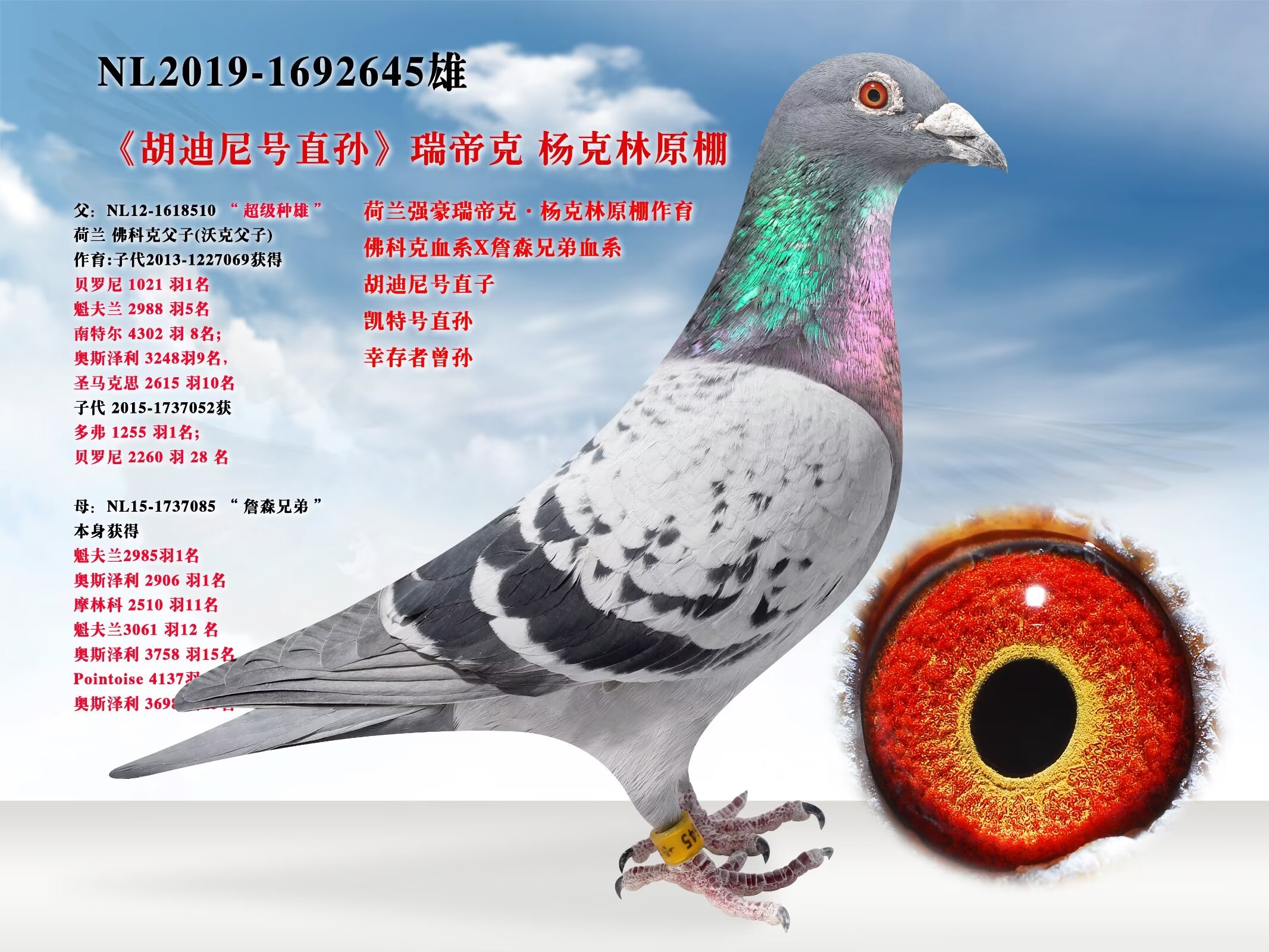 辽宁新纪元鸽业 - 中信网铭鸽展厅