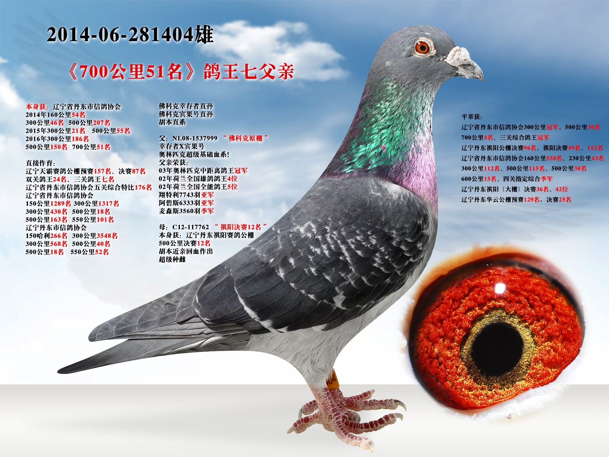 辽宁新纪元鸽业 - 中信网铭鸽展厅