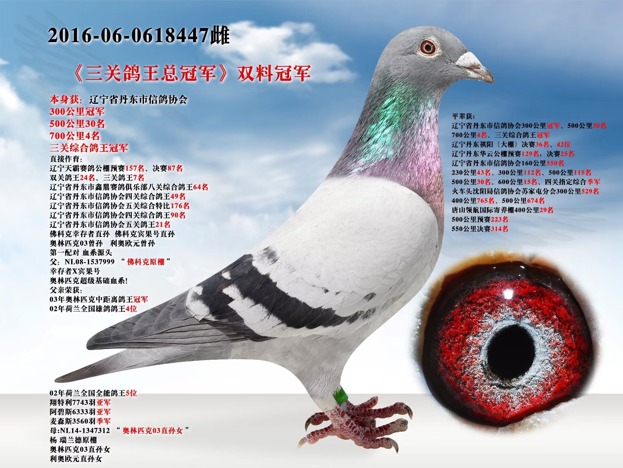 辽宁新纪元鸽业 - 中信网铭鸽展厅