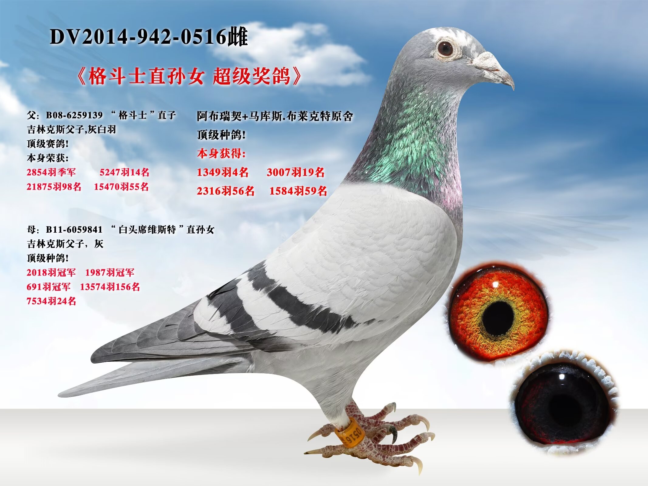 辽宁新纪元鸽业 - 中信网铭鸽展厅