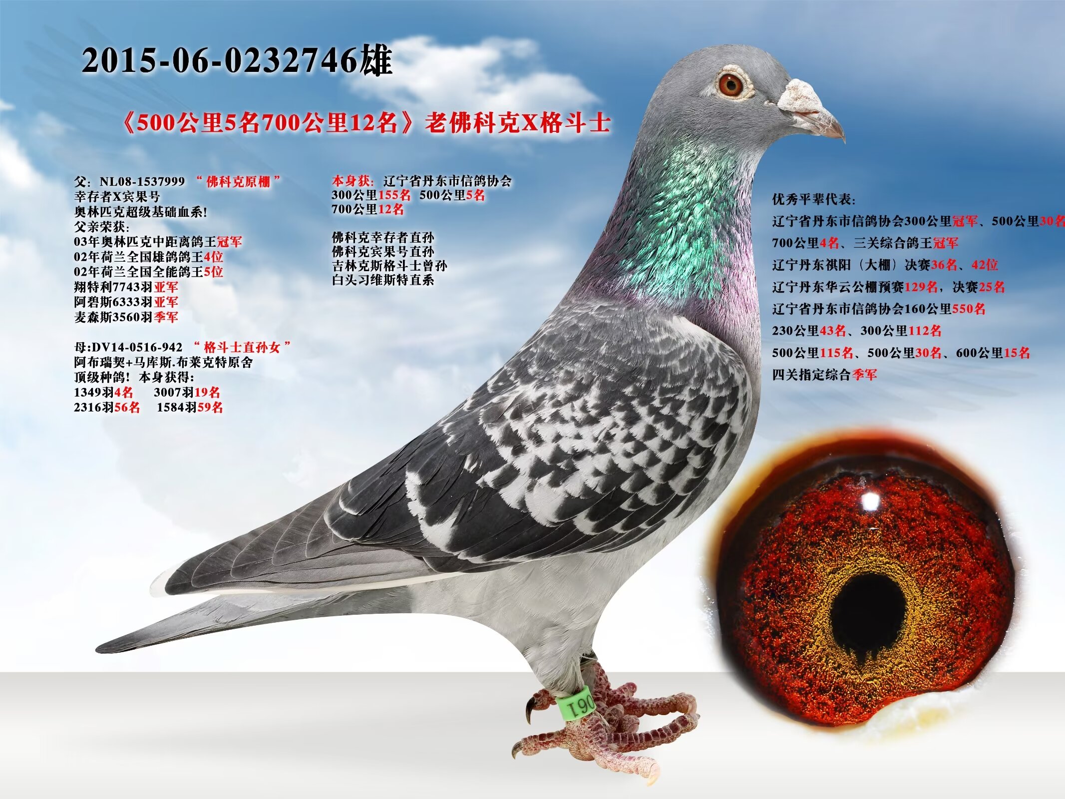 辽宁新纪元鸽业 - 中信网铭鸽展厅