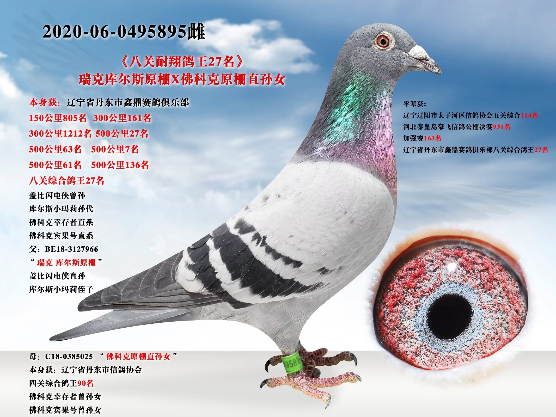 辽宁新纪元鸽业 - 中信网铭鸽展厅