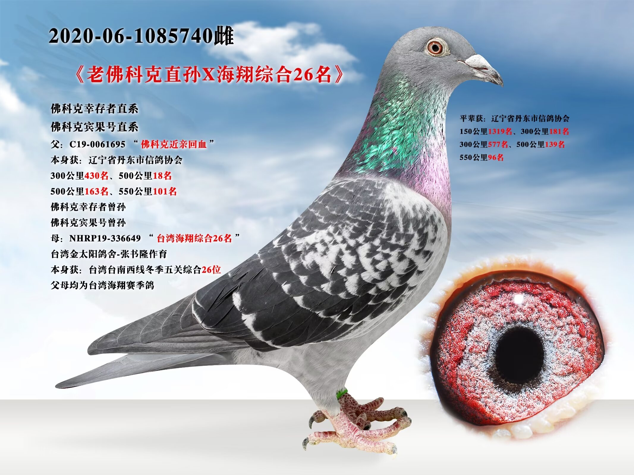 辽宁新纪元鸽业 - 中信网铭鸽展厅