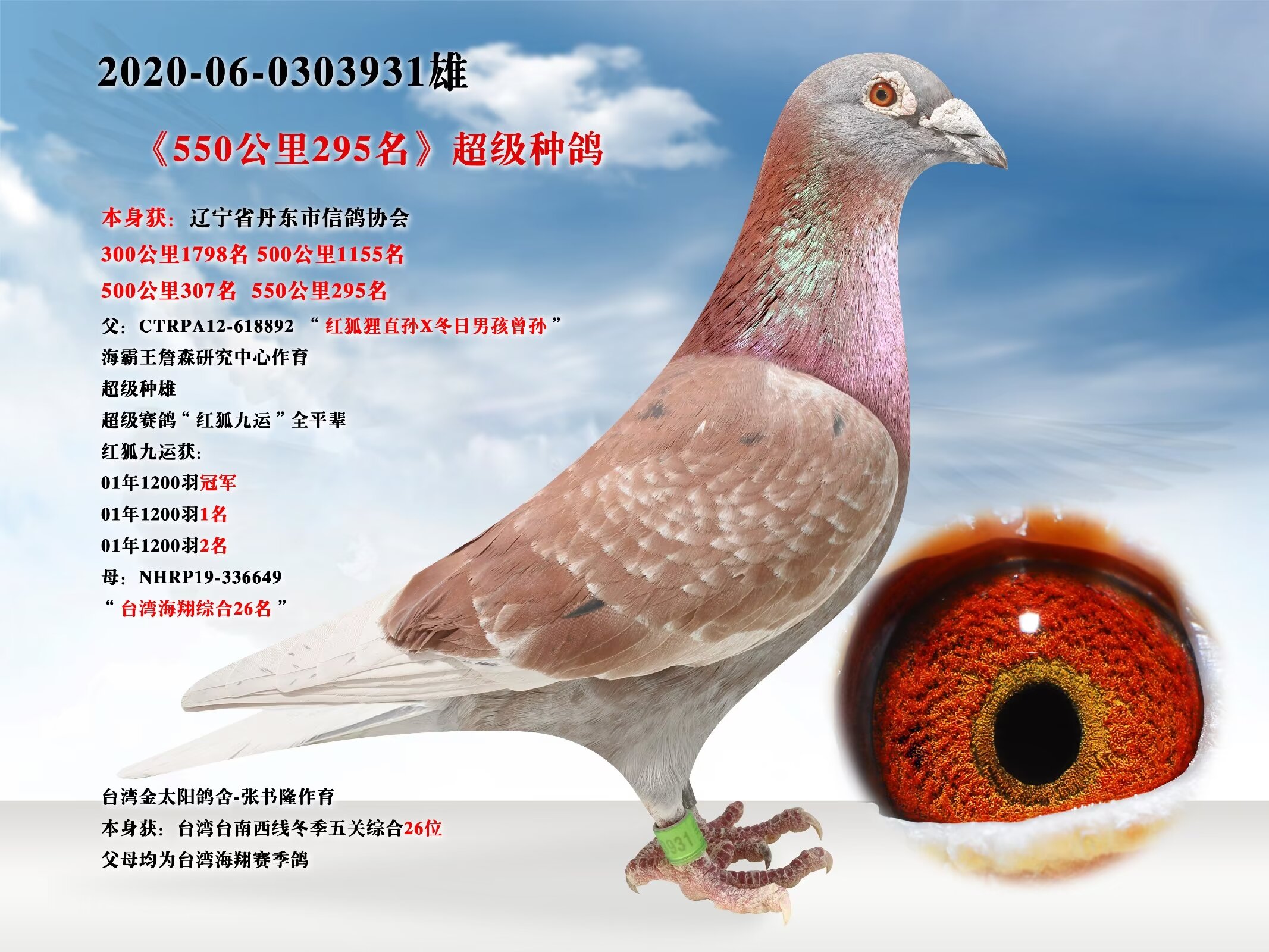 辽宁新纪元鸽业 - 中信网铭鸽展厅