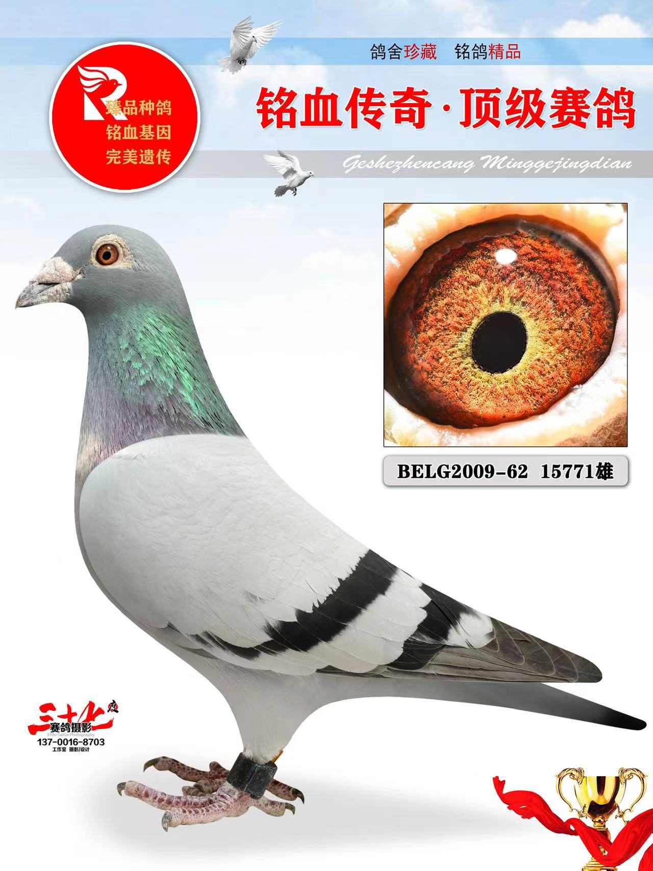 牧鸽文化 - 中信网铭鸽展厅