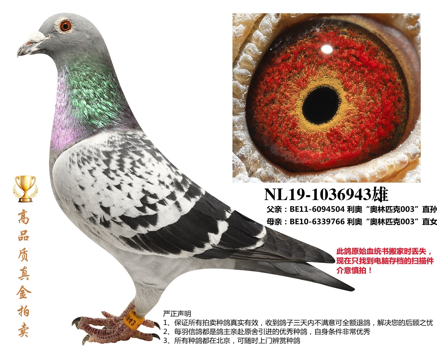 原版血统书相关视频商品信息我要出价您好!您要先登录才能留言 :)