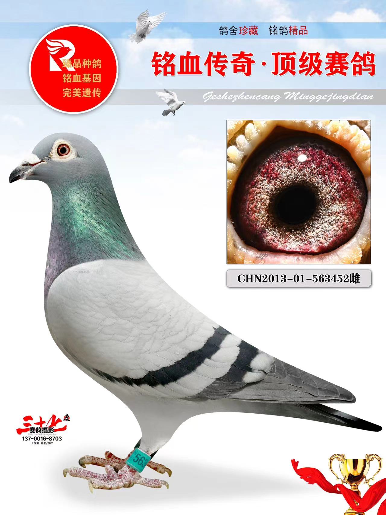 牧鸽文化 - 中信网铭鸽展厅