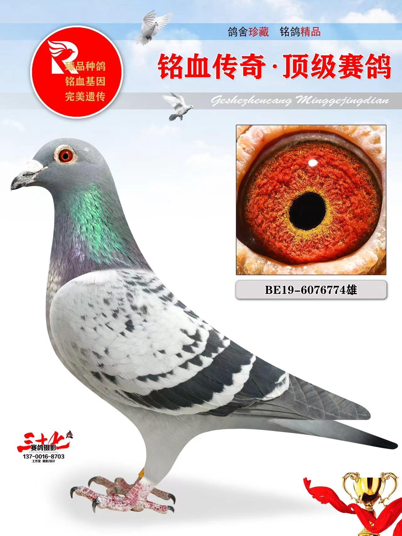 牧鸽文化 - 中信网铭鸽展厅