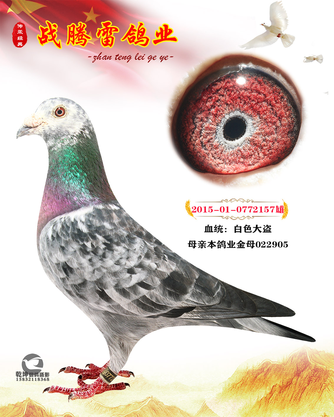 战腾雷鸽业 - 中信网铭鸽展厅