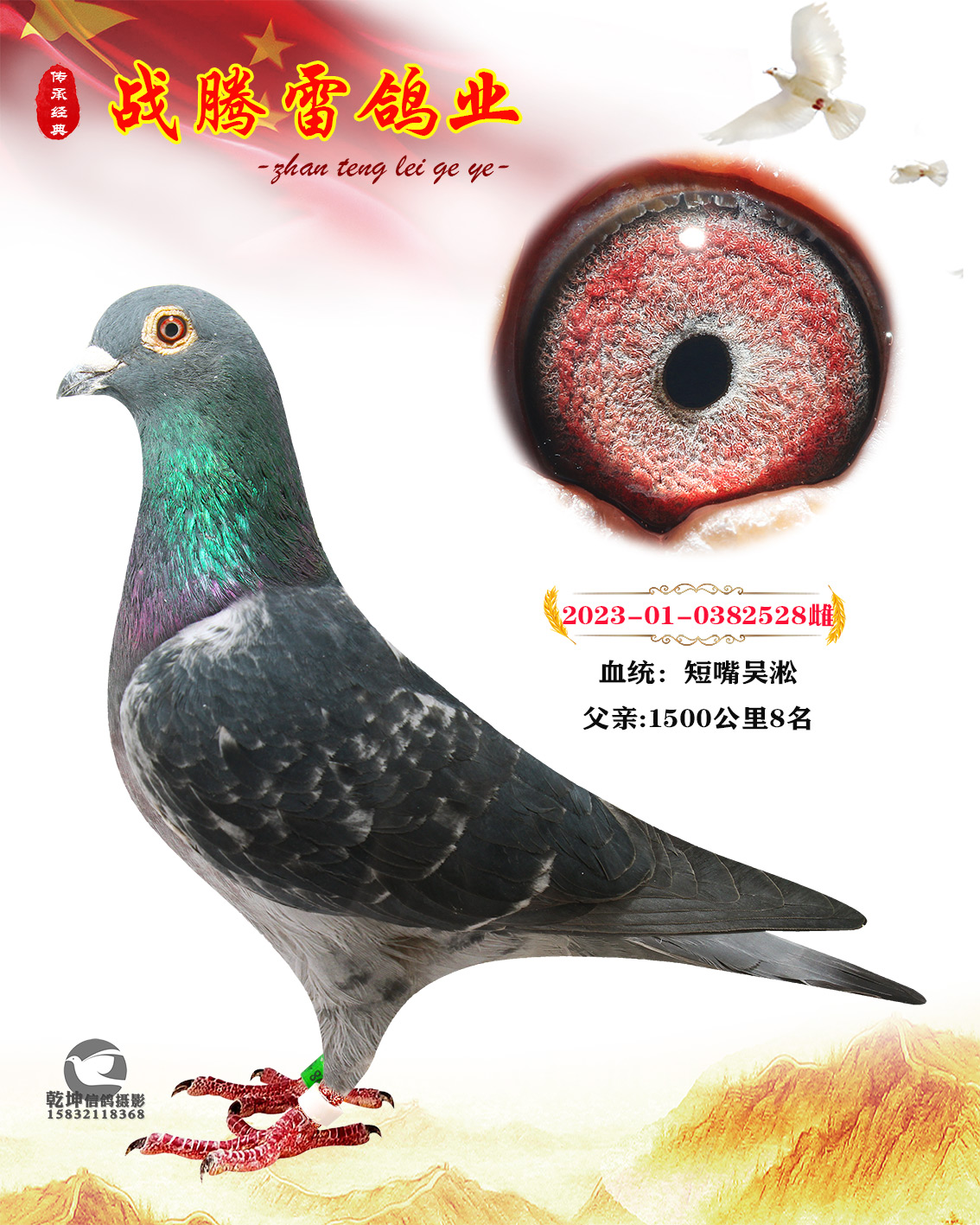 战腾雷鸽业 - 中信网铭鸽展厅