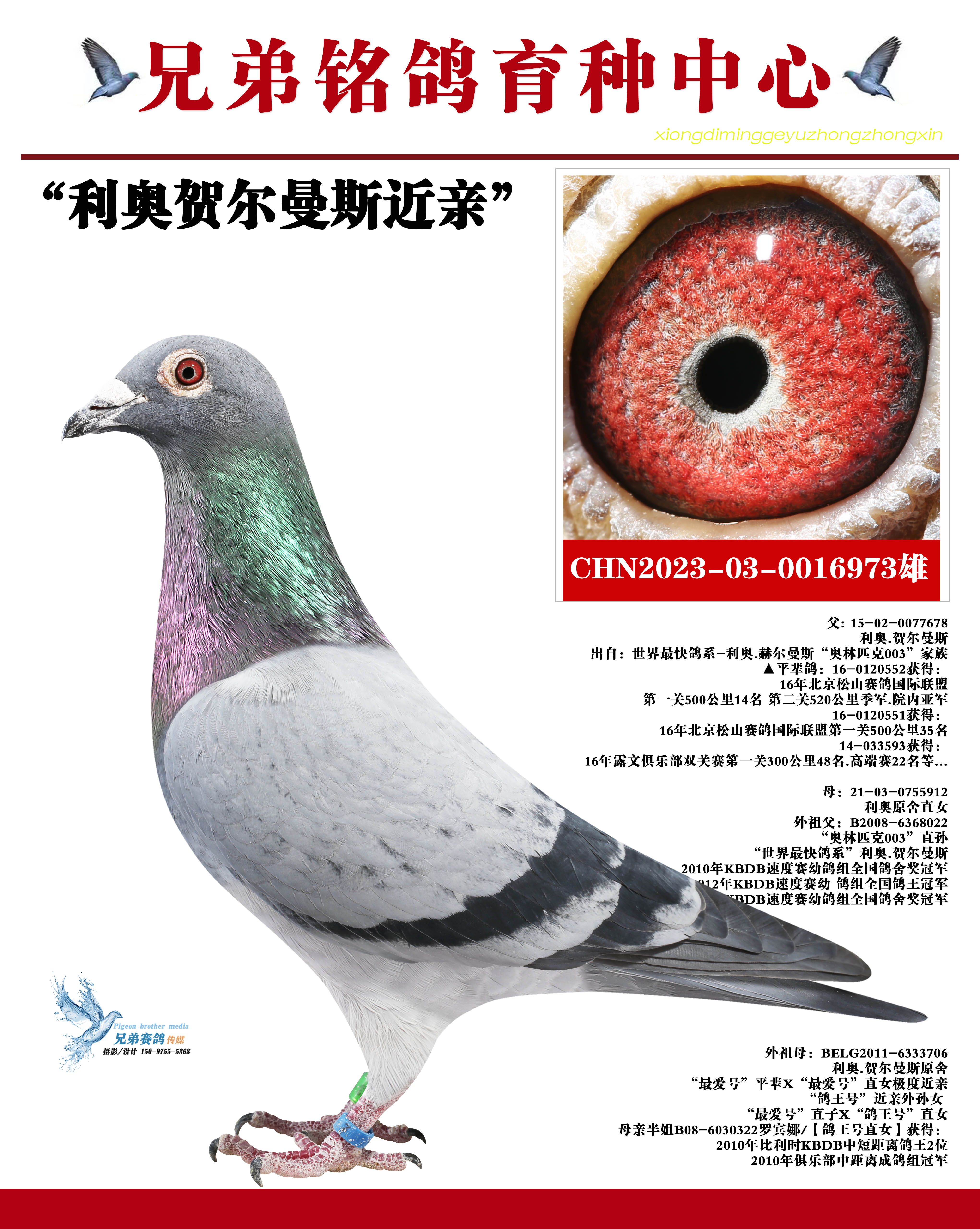 兄弟铭鸽菁英育种中心 - 中信网铭鸽展厅