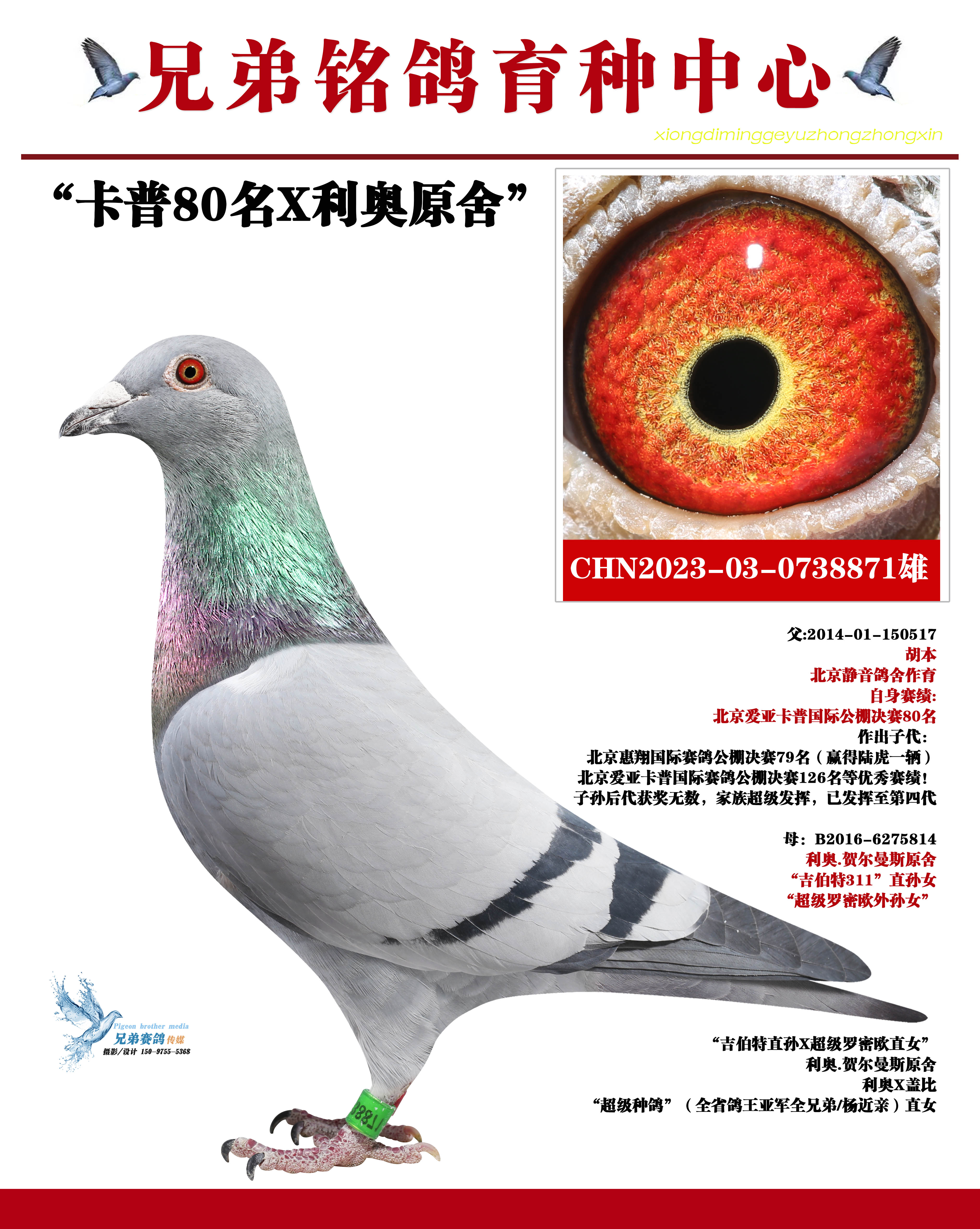 兄弟铭鸽菁英育种中心 - 中信网铭鸽展厅