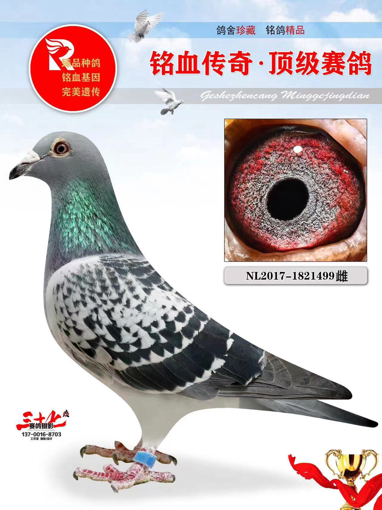 牧鸽文化 - 中信网铭鸽展厅