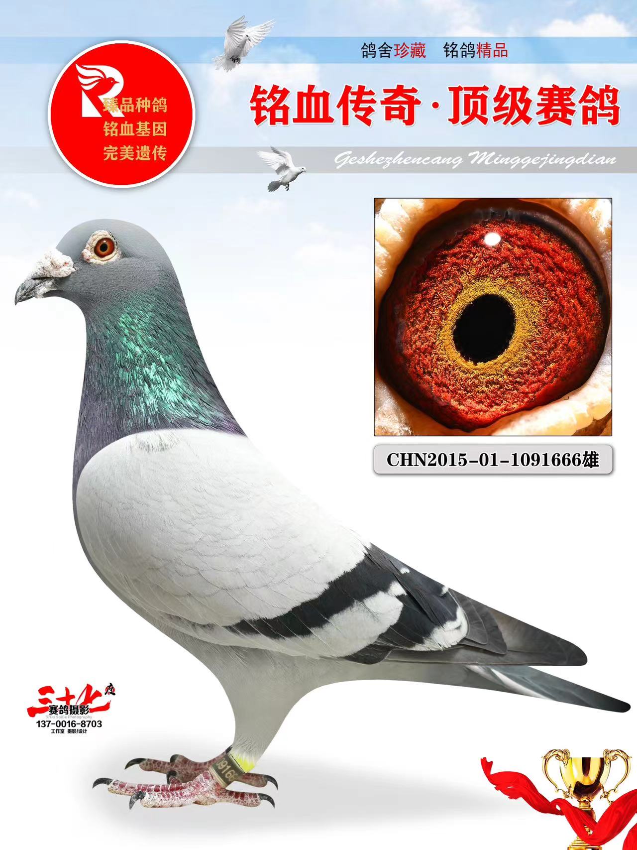 牧鸽文化 - 中信网铭鸽展厅