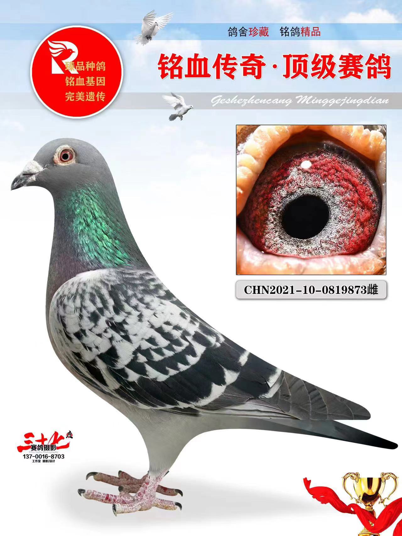 牧鸽文化 - 中信网铭鸽展厅