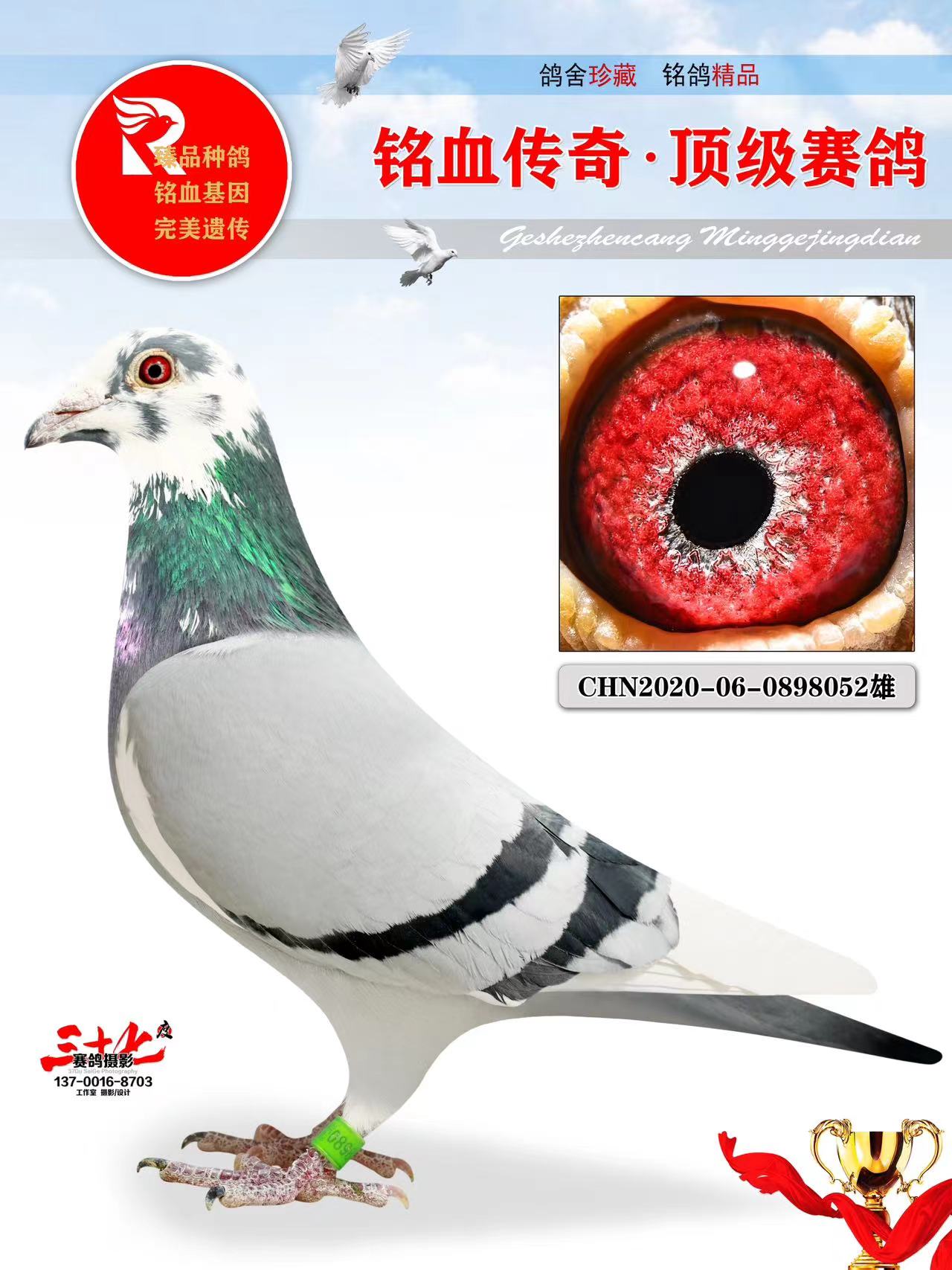 牧鸽文化 - 中信网铭鸽展厅