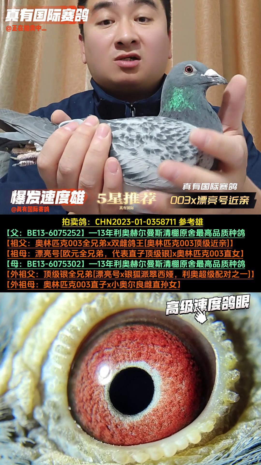 真有国际赛鸽育种中心 - 中信网铭鸽展厅