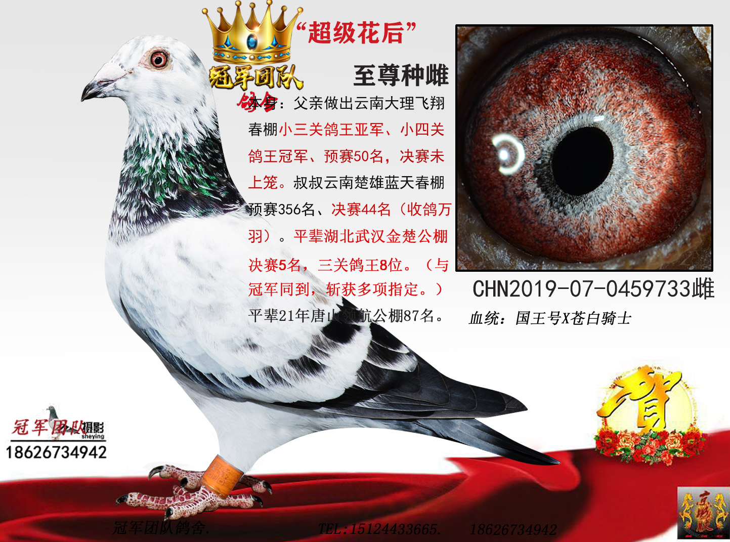 冠军团队鸽舍 - 中信网铭鸽展厅