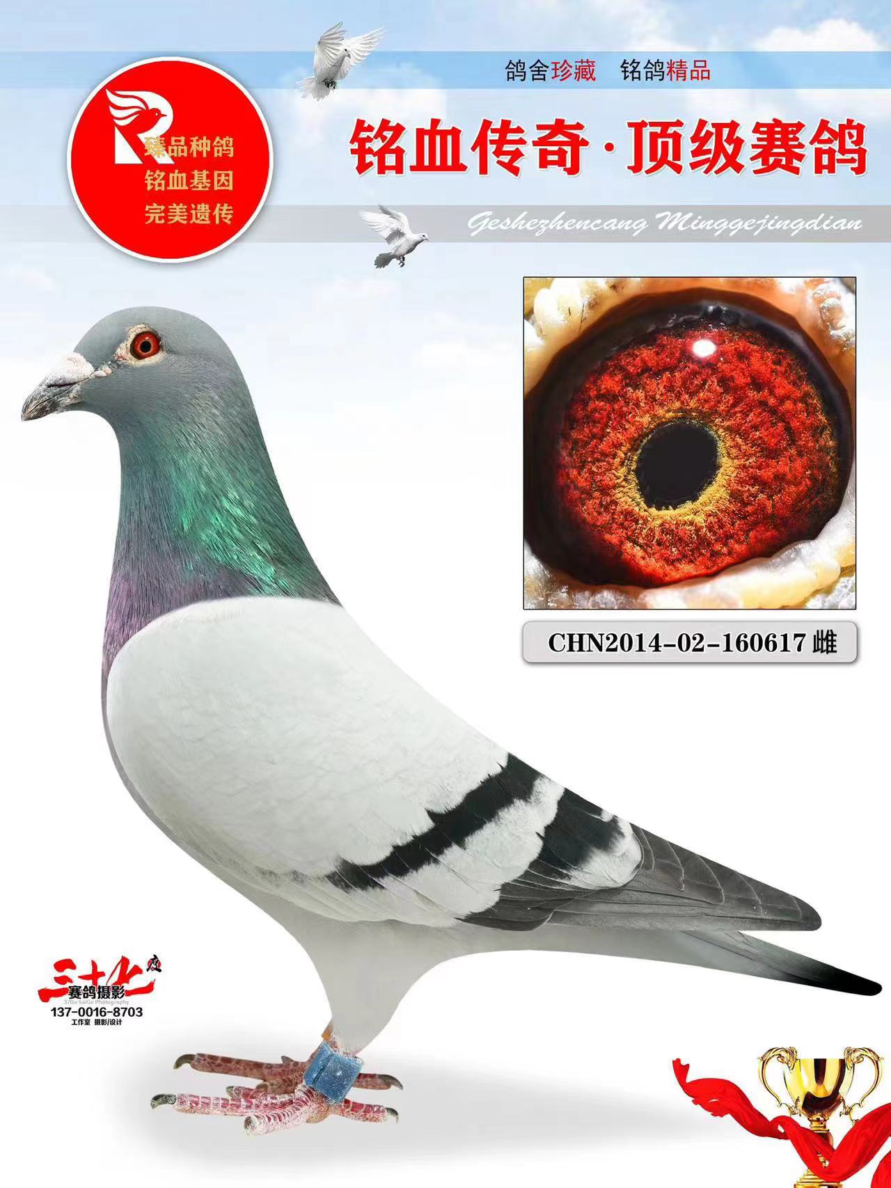 牧鸽文化 - 中信网铭鸽展厅