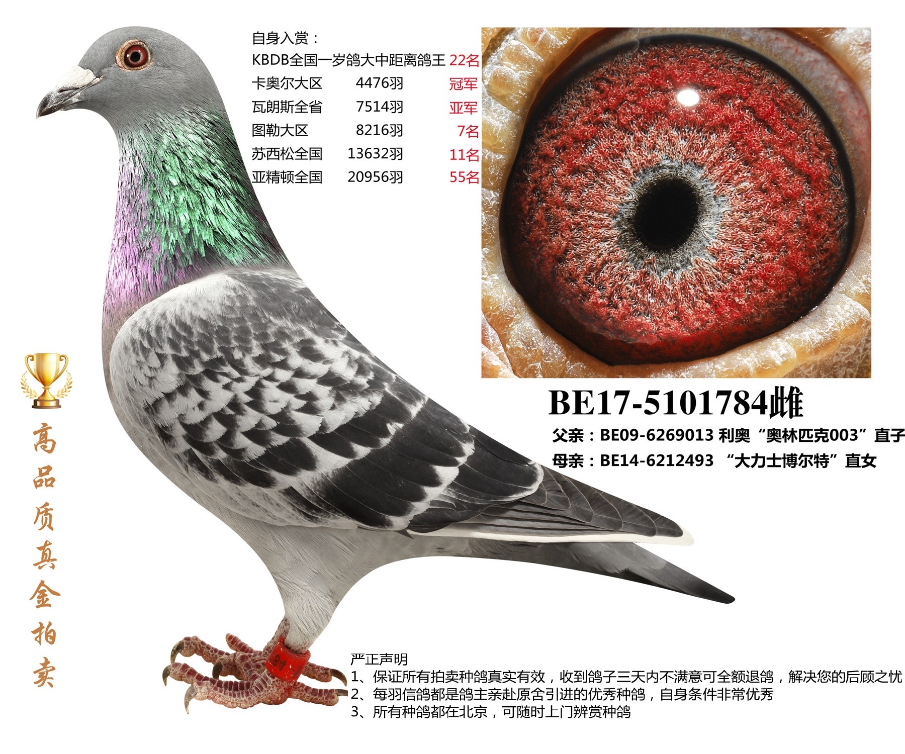 北京首开鸽业 - 中信网铭鸽展厅