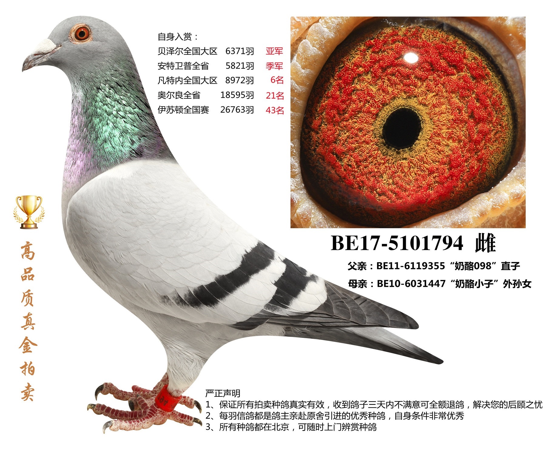 北京首开鸽业 - 中信网铭鸽展厅