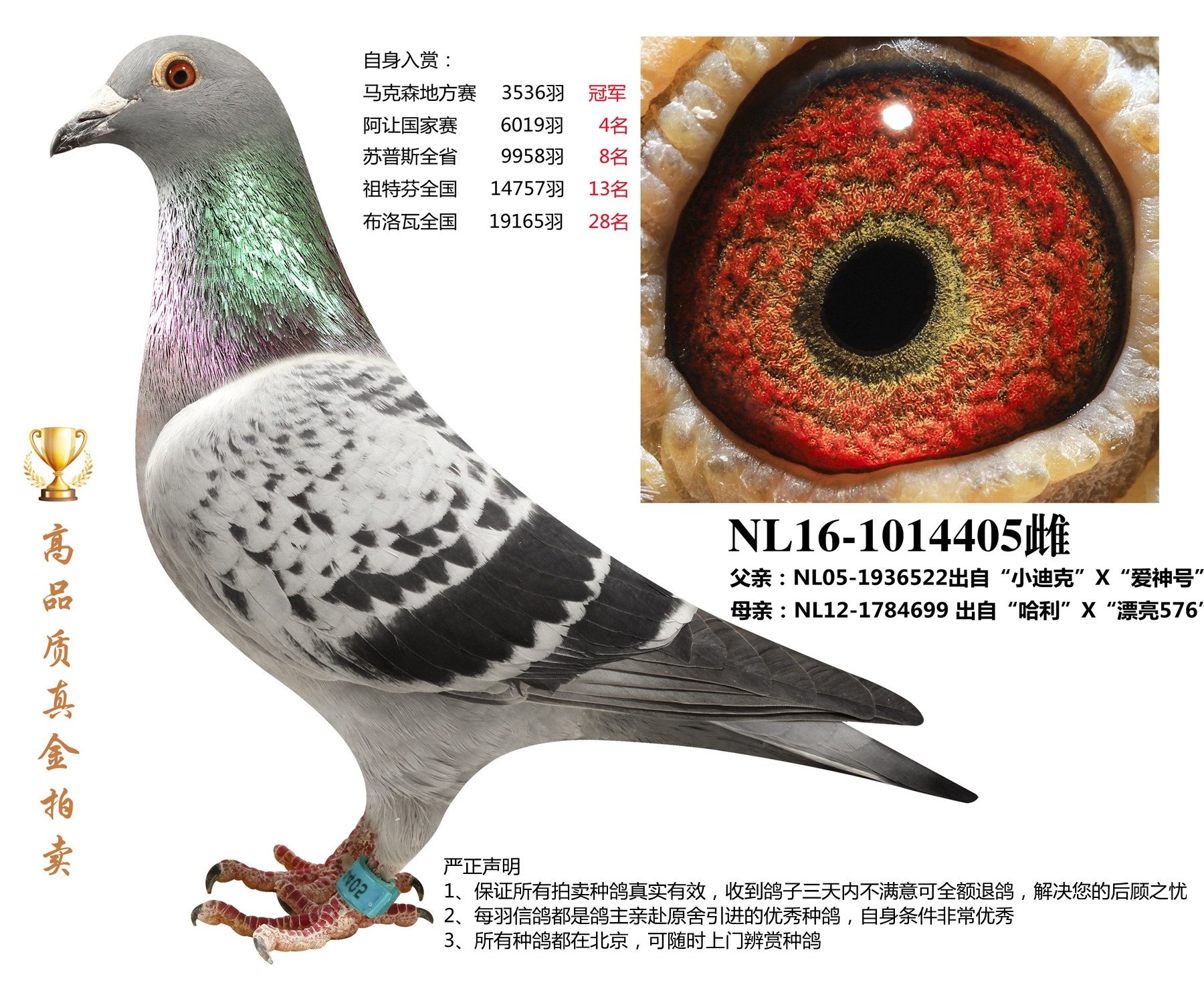 北京首开鸽业 - 中信网铭鸽展厅