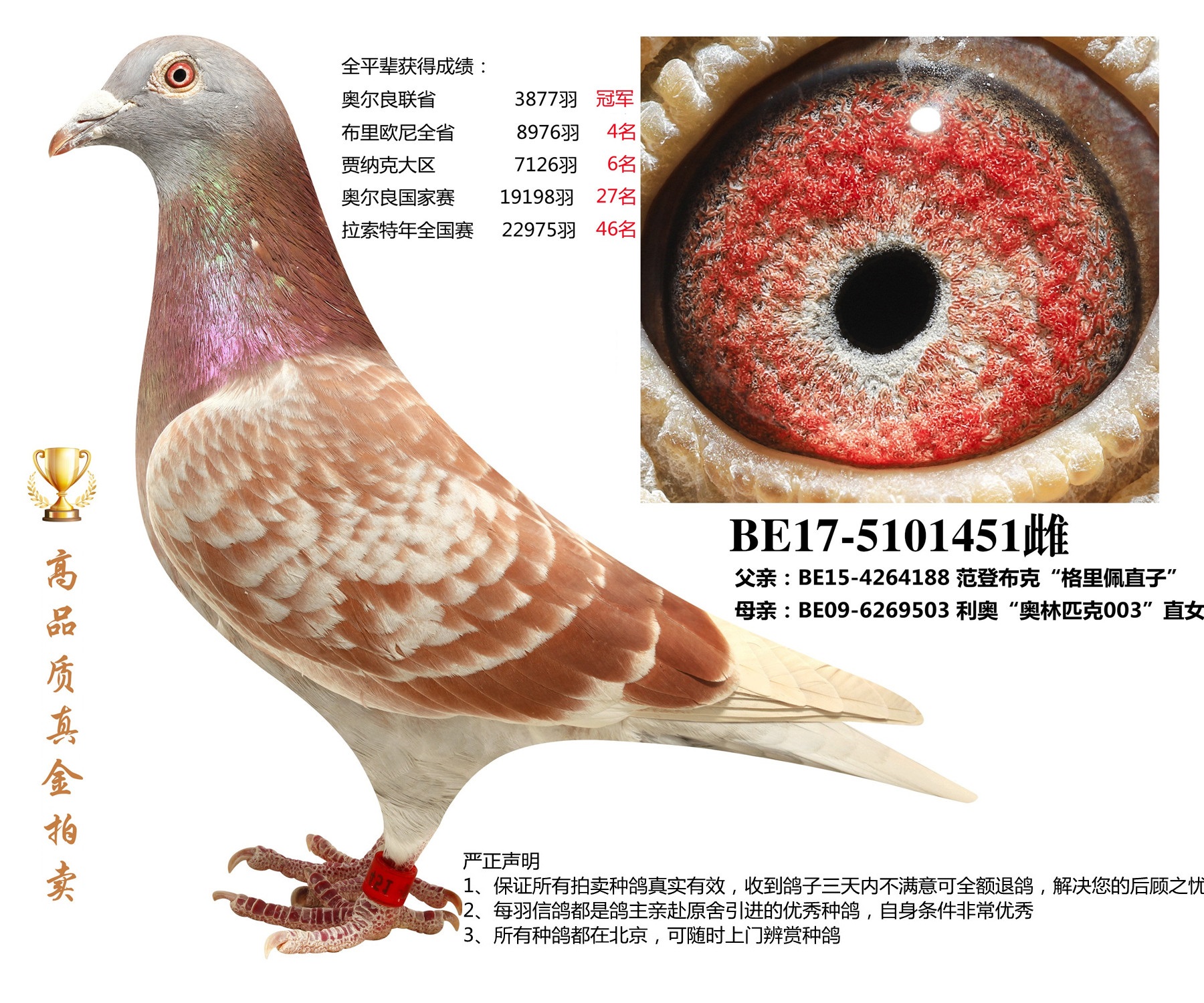 北京首开鸽业 - 中信网铭鸽展厅