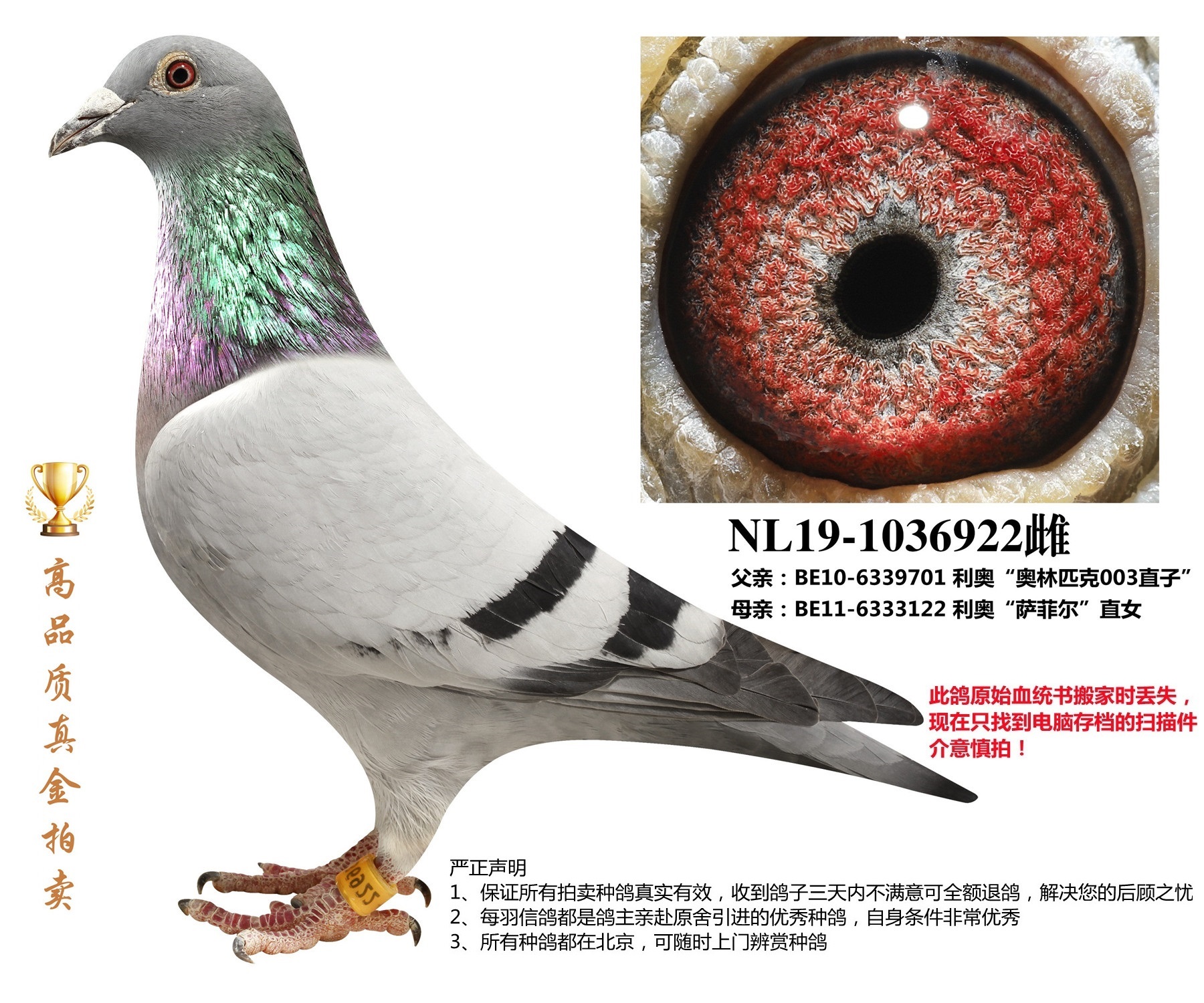 北京首开鸽业 - 中信网铭鸽展厅