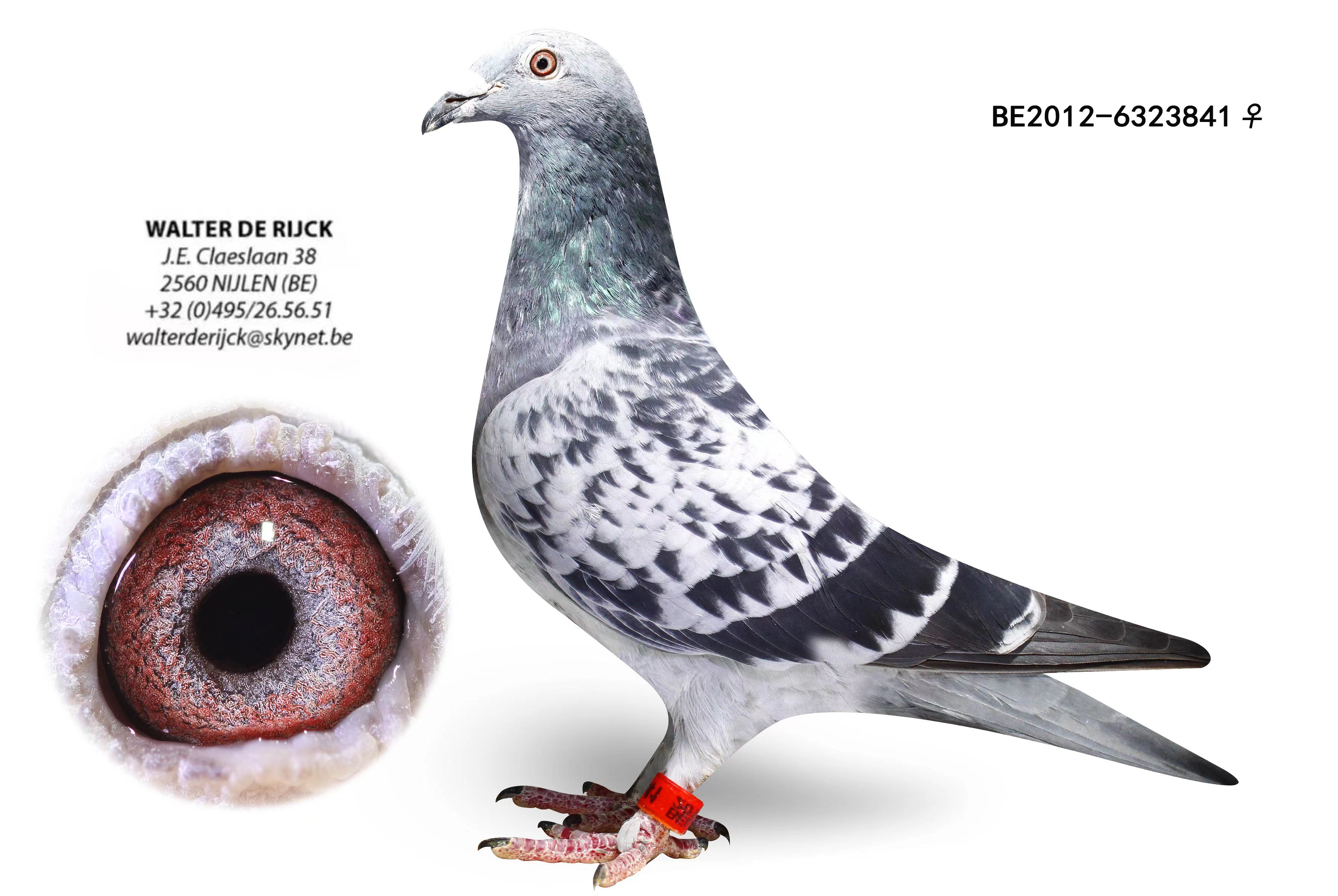 领航赛鸽 - 中信网铭鸽展厅