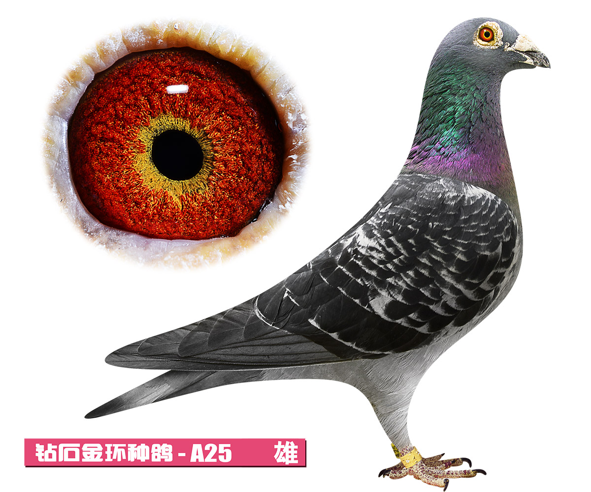 东北虎赛鸽精英中心在线拍鸽