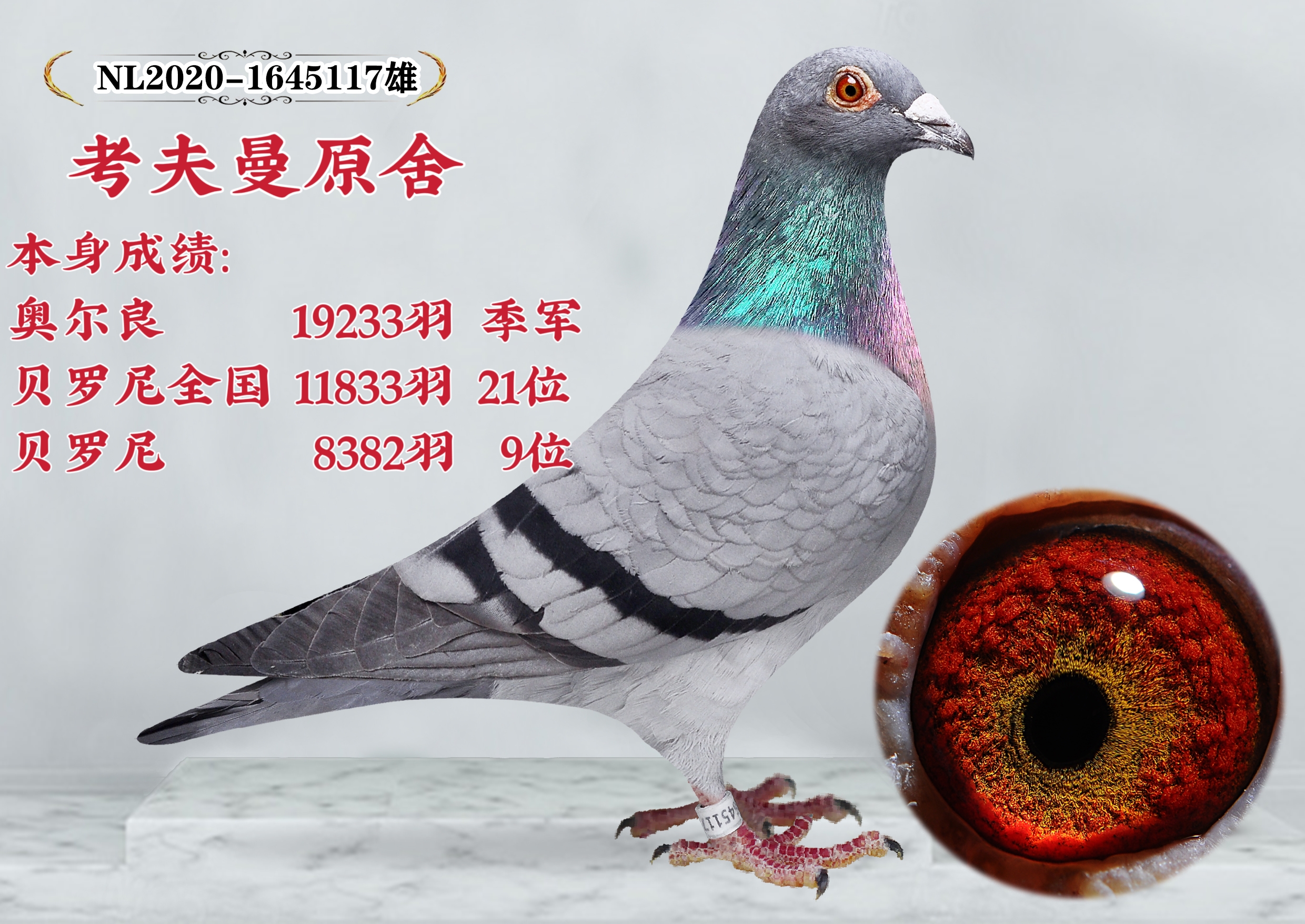 玉旺鸽舍 - 中信网铭鸽展厅