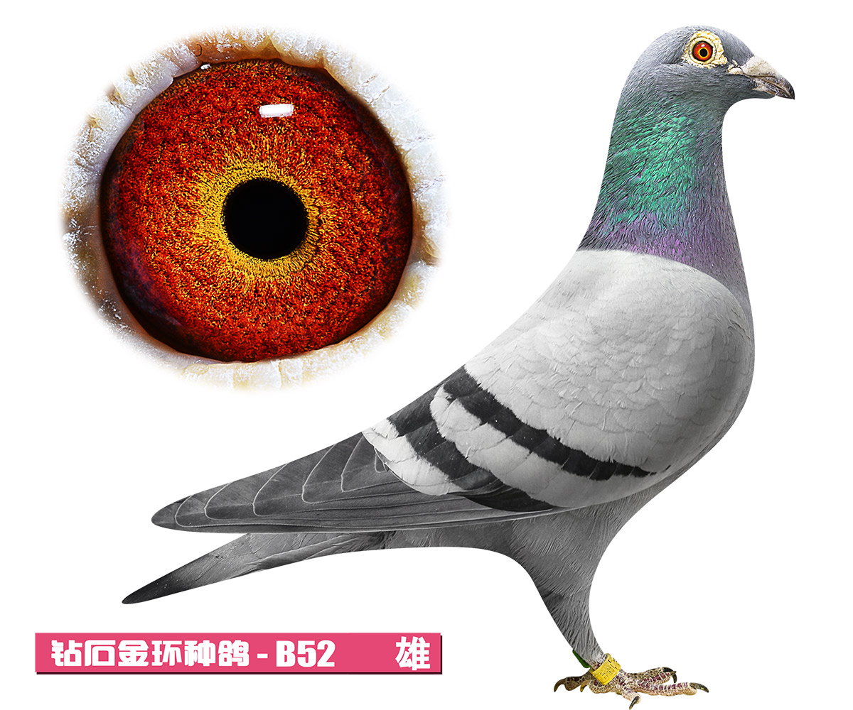 易鸽传媒 - 中信网铭鸽展厅