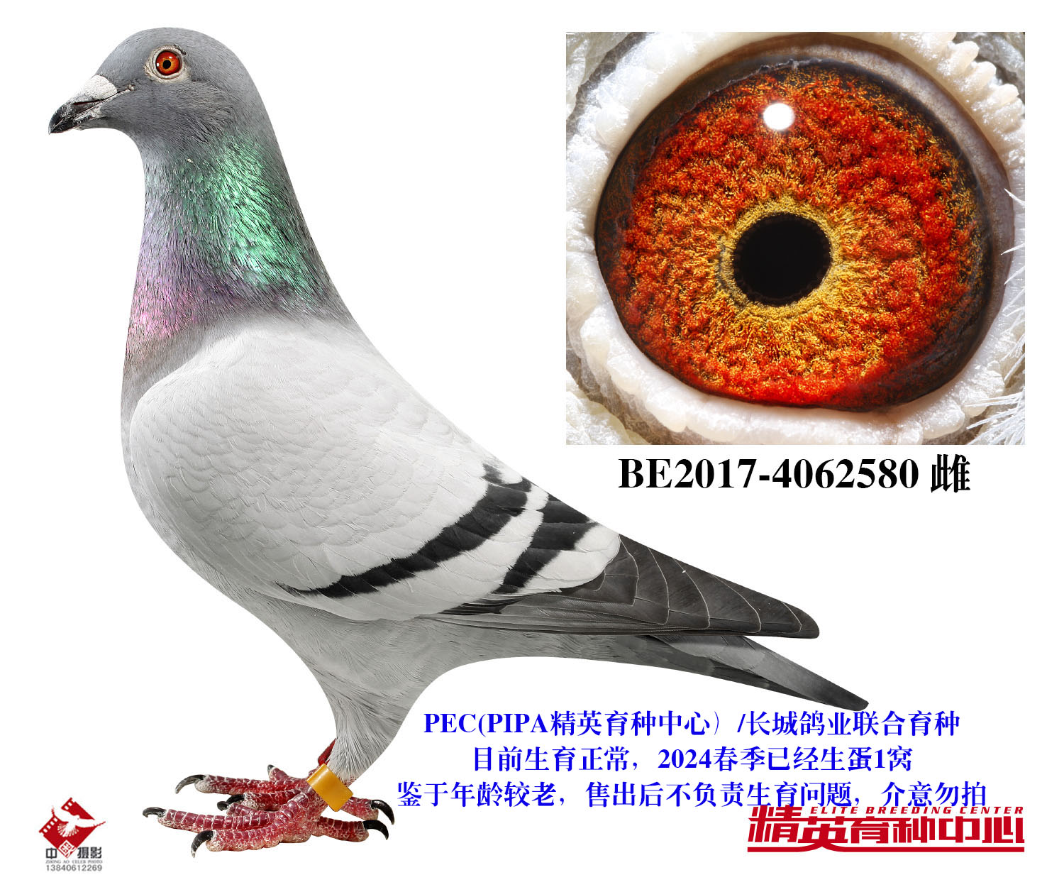 欧联国际赛鸽 - 中信网铭鸽展厅