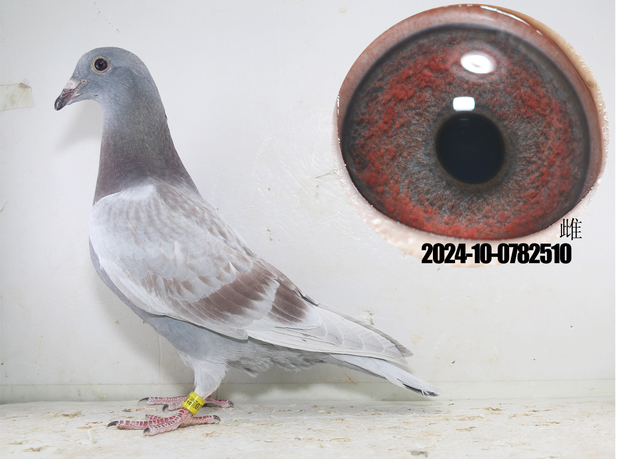 本舍现有林波尔鸽系最高代种鸽数十羽 欢迎喜欢林波尔鸽系的鸽友交流