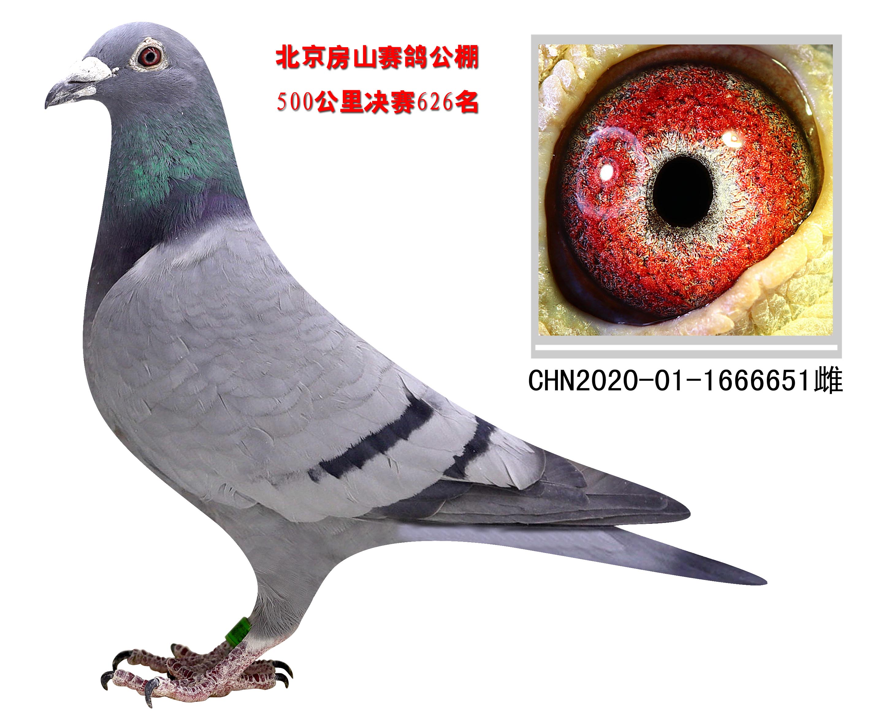北京环球赛鸽文化中心